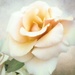 Rose by joysfocus