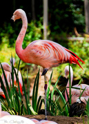 14th Aug 2020 - Flamingo Friday '20 22