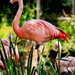 Flamingo Friday '20 22 by stray_shooter