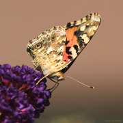17th Jul 2020 - Painted Lady