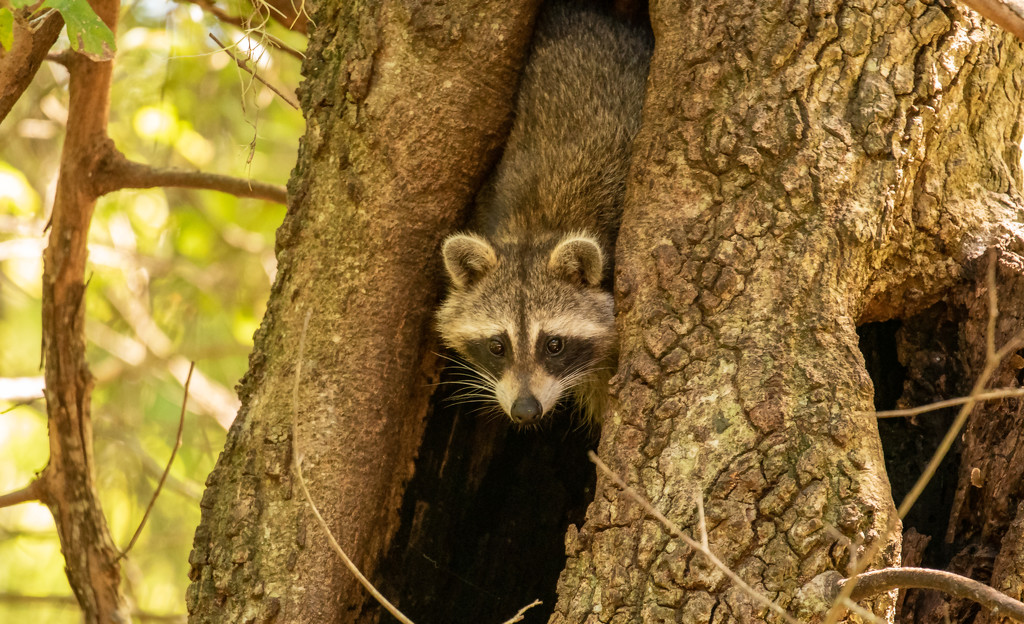 Rocky Raccoon Trying to Decide if It Was Safe to Come Down! by rickster549