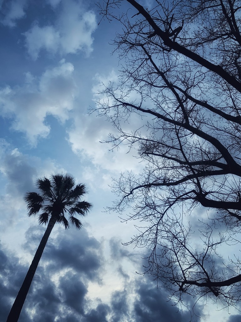 Palm tree silhouette  by peta_m