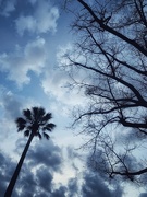 14th Aug 2020 - Palm tree silhouette 