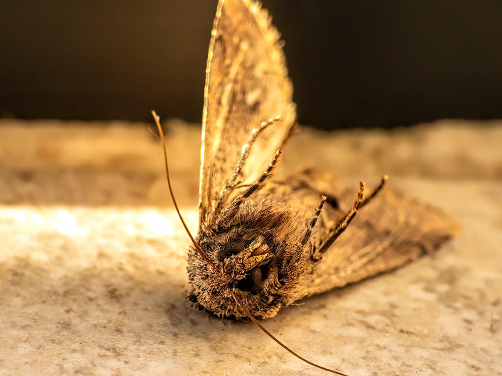 Dead Moth by thedarkroom