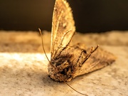 15th Aug 2020 - Dead Moth
