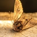 Dead Moth by thedarkroom