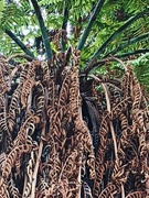 15th Aug 2020 - Punga fronds