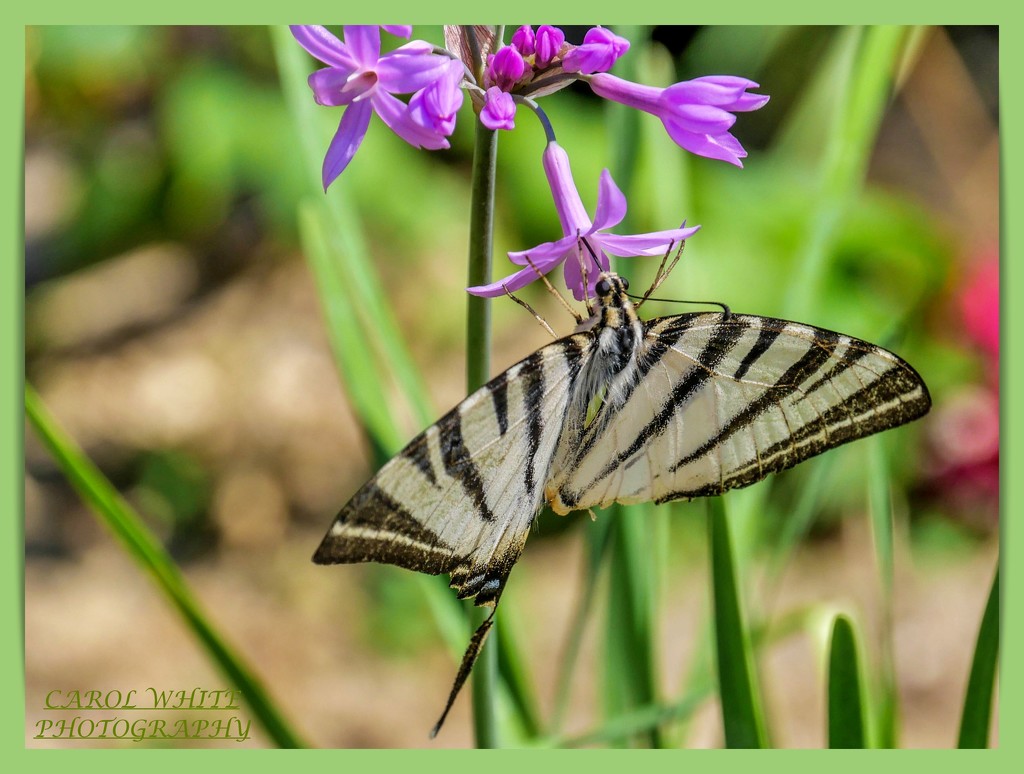 Swallow-tailed Butterfly by carolmw