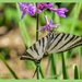 Swallow-tailed Butterfly by carolmw
