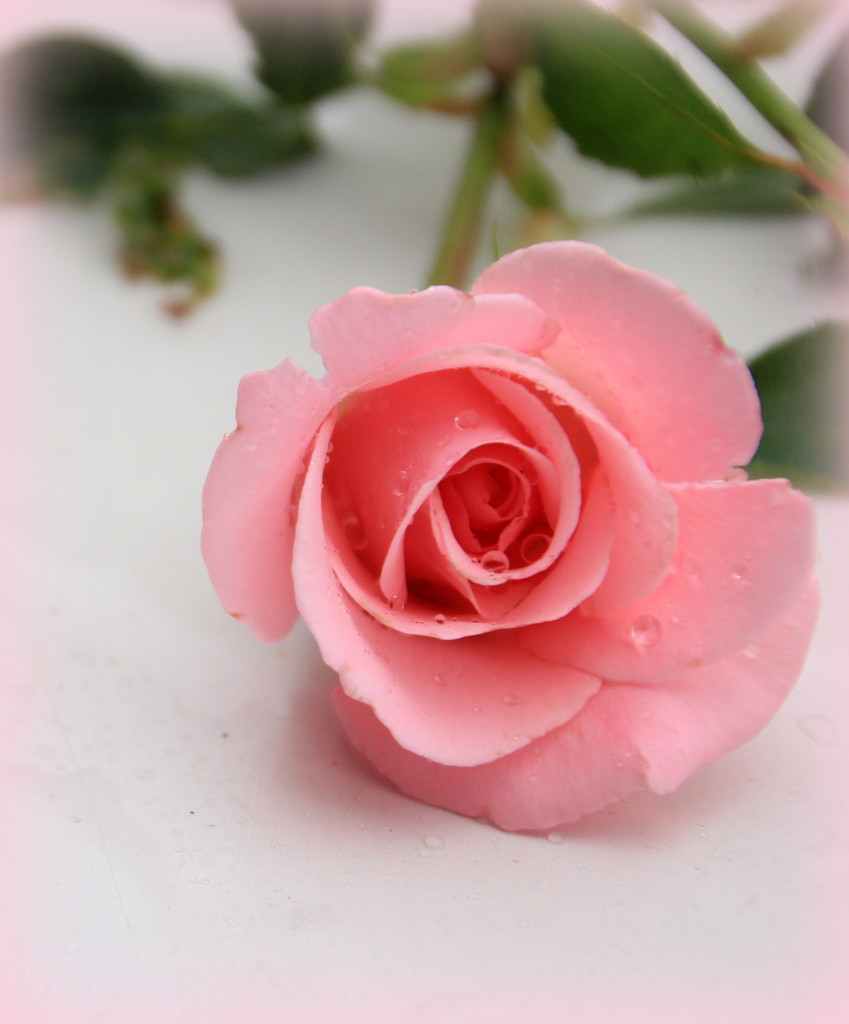 Pink rose on white by busylady