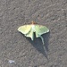 Luna moth by fauxtography365
