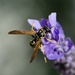 Just A Wasp  On My Lavender DSC_2941 by merrelyn
