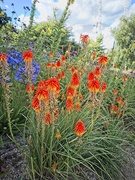 15th Aug 2020 - Red Hot Pokers