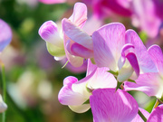 15th Aug 2020 - Shades of Pink Sweet Pea