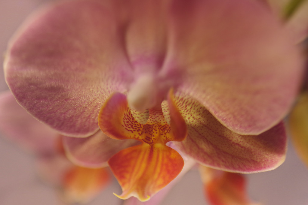 O is for - Orchid by 30pics4jackiesdiamond
