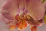 15th Aug 2020 - O is for - Orchid