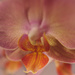 O is for - Orchid by 30pics4jackiesdiamond
