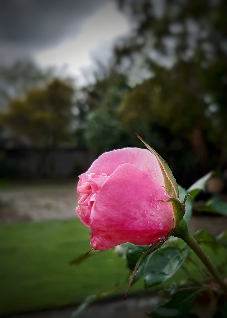 Rose bud by salza