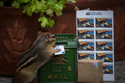 15th Aug 2020 - Doing her bit to save the USPS