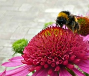 9th Aug 2020 - A Busy Bee.
