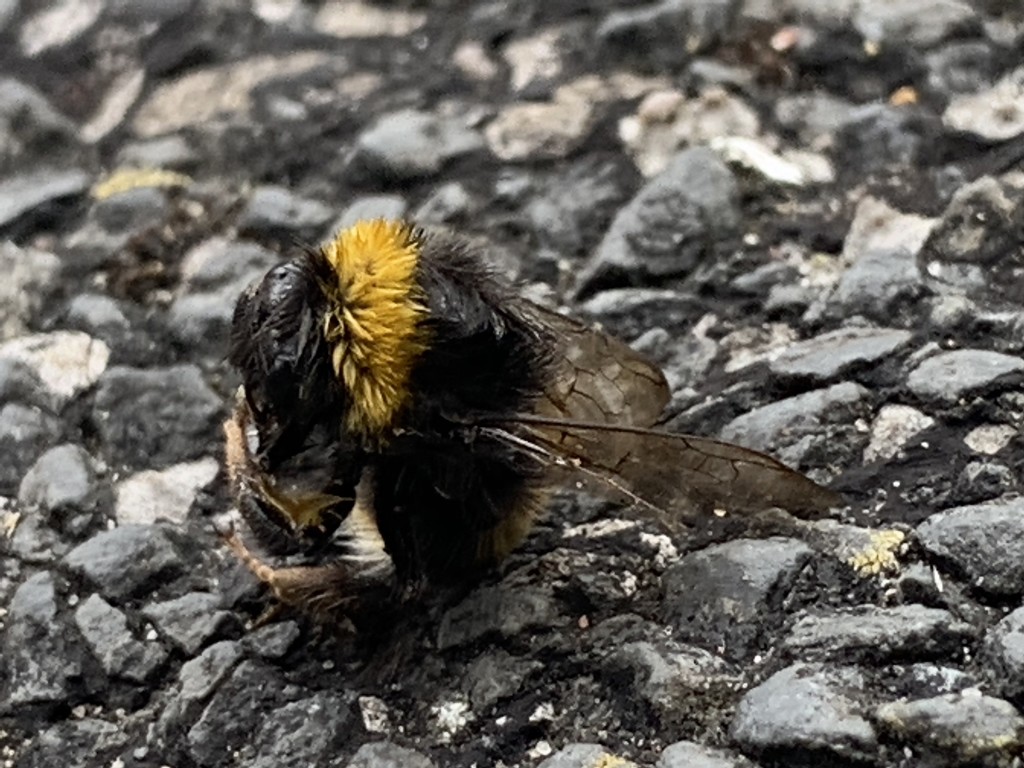 A deceased Bumble Bee by bill_gk