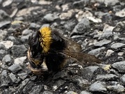 15th Aug 2020 - A deceased Bumble Bee