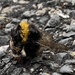 A deceased Bumble Bee by bill_gk