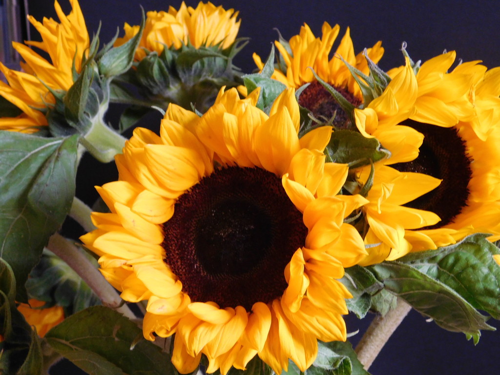 Birthday Sunflowers by 365anne