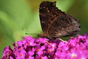 15th Aug 2020 - butterfly focus