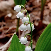 31st May 2020 - Lily of the Valley