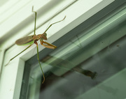 15th Aug 2020 - Praying Mantis checking out the spiders