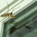 Praying Mantis checking out the spiders by randystreat