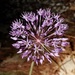 Allium by sunnygreenwood