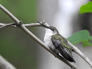 25th May 2020 - Ruby-throated Hummingbird