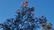 16th Aug 2020 - Six Noisy Miner Birds In A Grevillea Tree ~ 