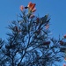 Six Noisy Miner Birds In A Grevillea Tree ~  by happysnaps