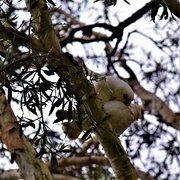 16th Aug 2020 - Affection... High Up In A Tree ~ 