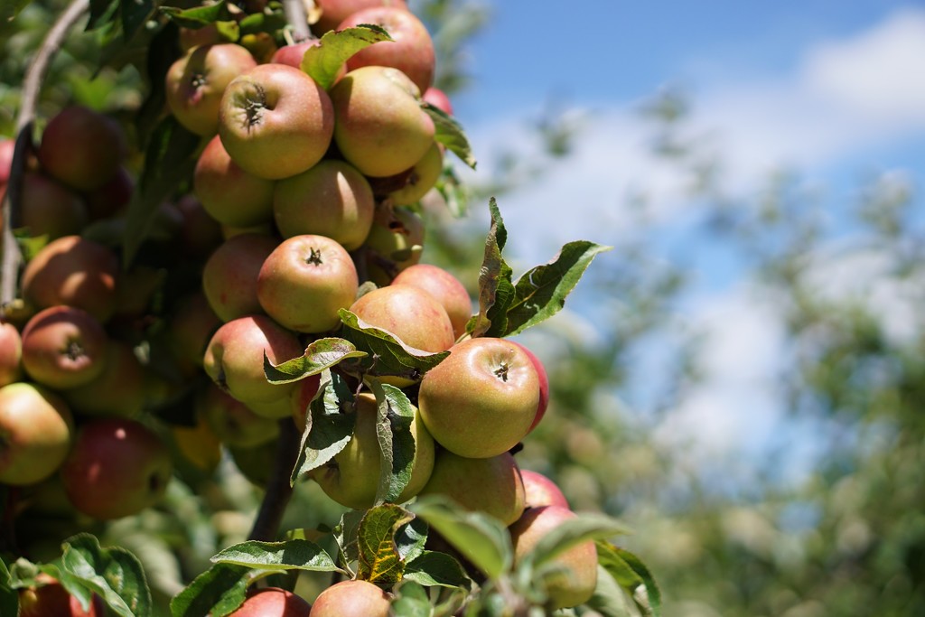 almost apple harvest by quietpurplehaze