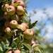 almost apple harvest by quietpurplehaze