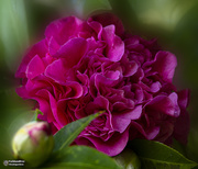 14th Aug 2020 - double ruffled camellia