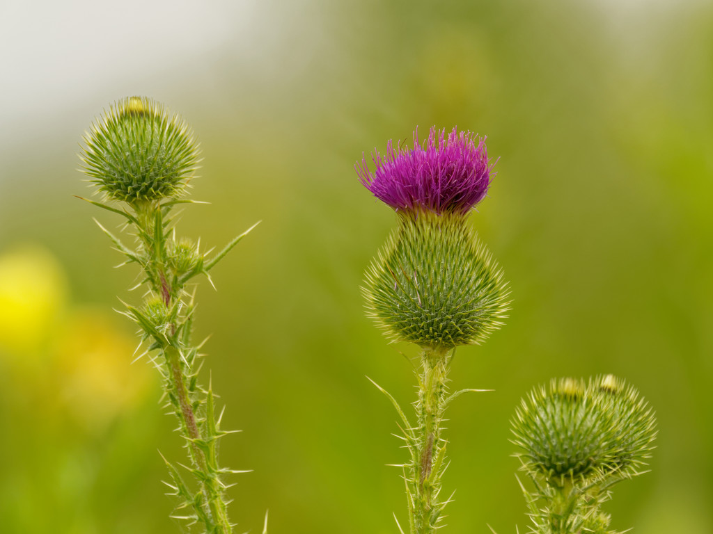thistle by rminer