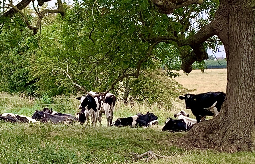 Cows Sitting Down by carole_sandford