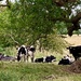 Cows Sitting Down by carole_sandford