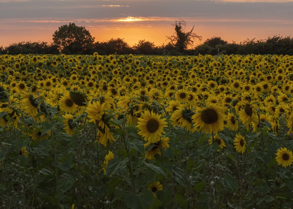 sunflowers at dusk by shepherdmanswife