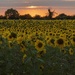 sunflowers at dusk by shepherdmanswife