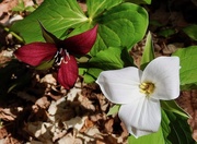 19th May 2020 - Trilliums
