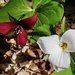Trilliums by sunnygreenwood