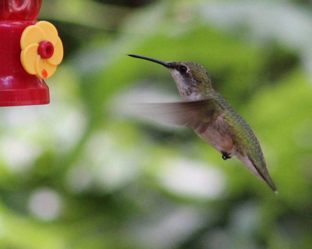 Lady Hummingbird by cjwhite