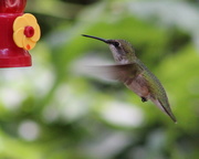 29th Jul 2020 - Lady Hummingbird