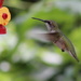 Lady Hummingbird by cjwhite